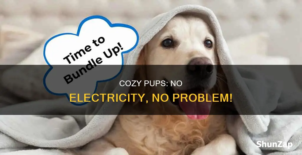 how to keep puppies warm without electricity