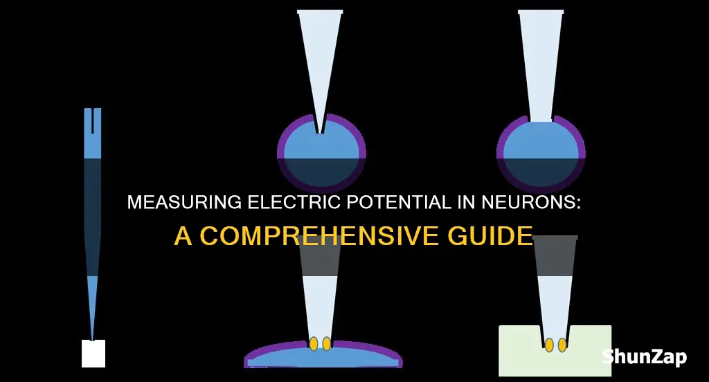 how to measure electric potential in neuron