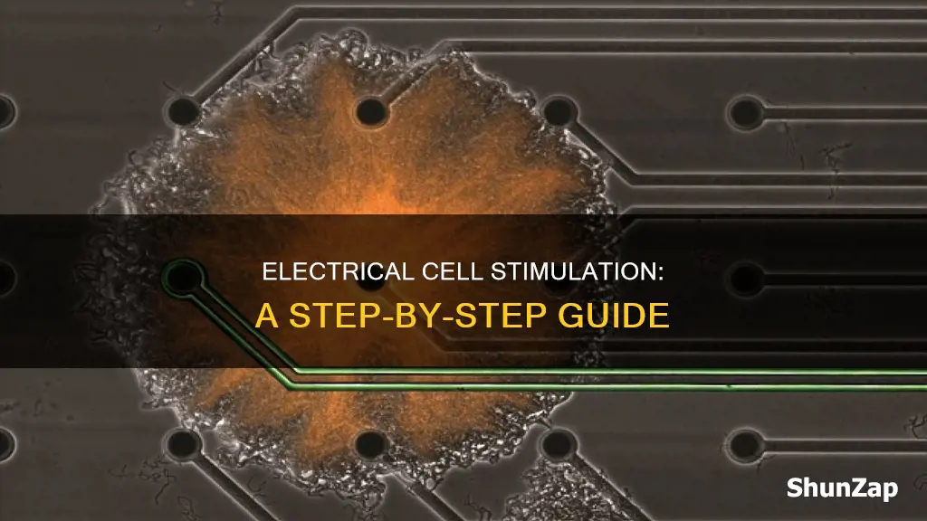 how to perform electrical stimulation of cells