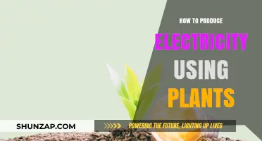 Green Power: Harnessing Plant Energy for Electricity Generation