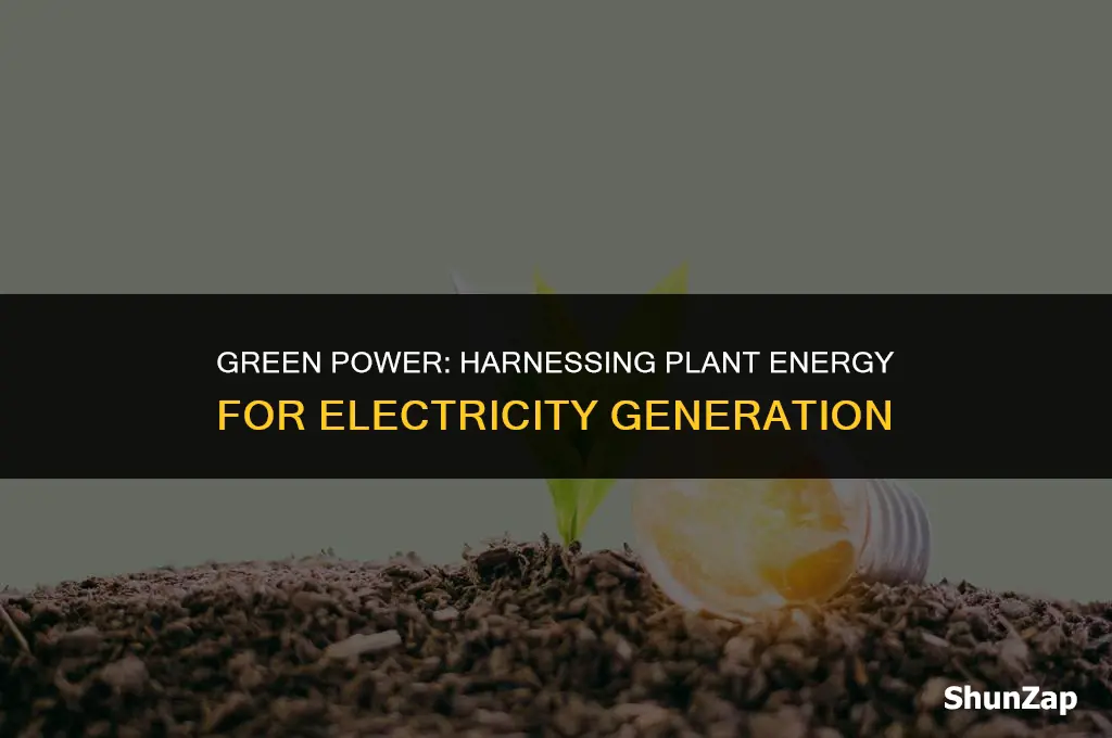 how to produce electricity using plants