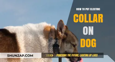 The Safe Way to Put an Electric Collar on Your Dog