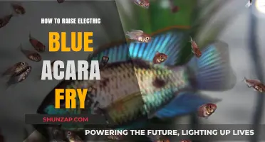 The Ultimate Guide: Raising Electric Blue Acara Fry