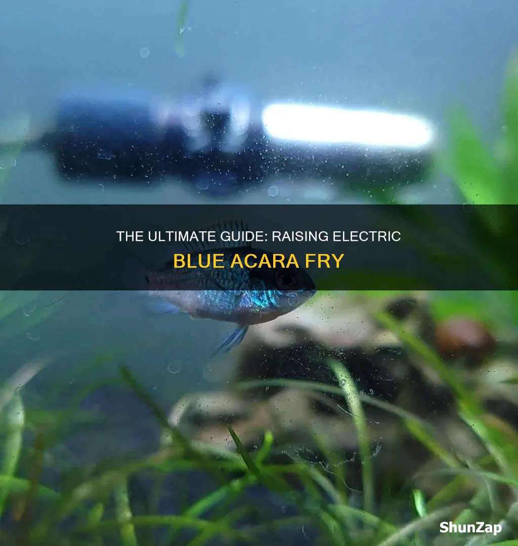 how to raise electric blue acara fry