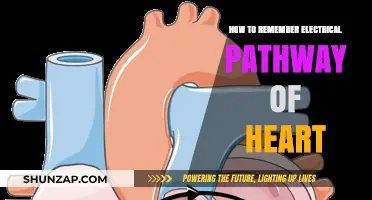 Electrical Pathway of the Heart: Easy Memory Tricks