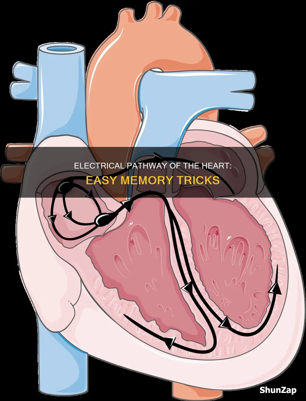 how to remember electrical pathway of heart