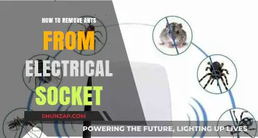 Get Rid of Ants in Electrical Sockets