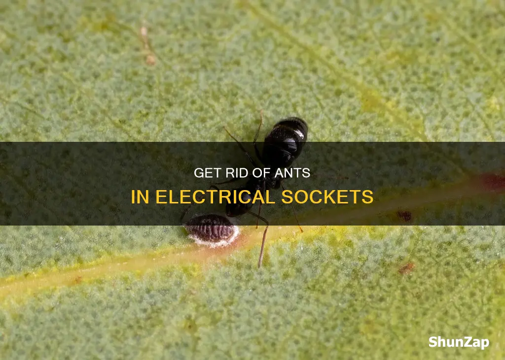 how to remove ants from electrical socket