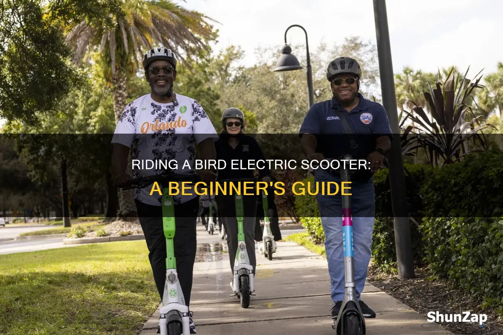 how to ride a bird electric scooter
