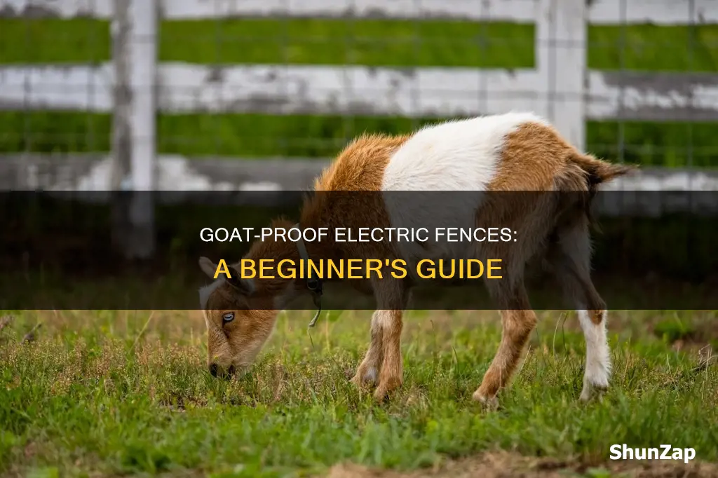 how to run electric fence for goats