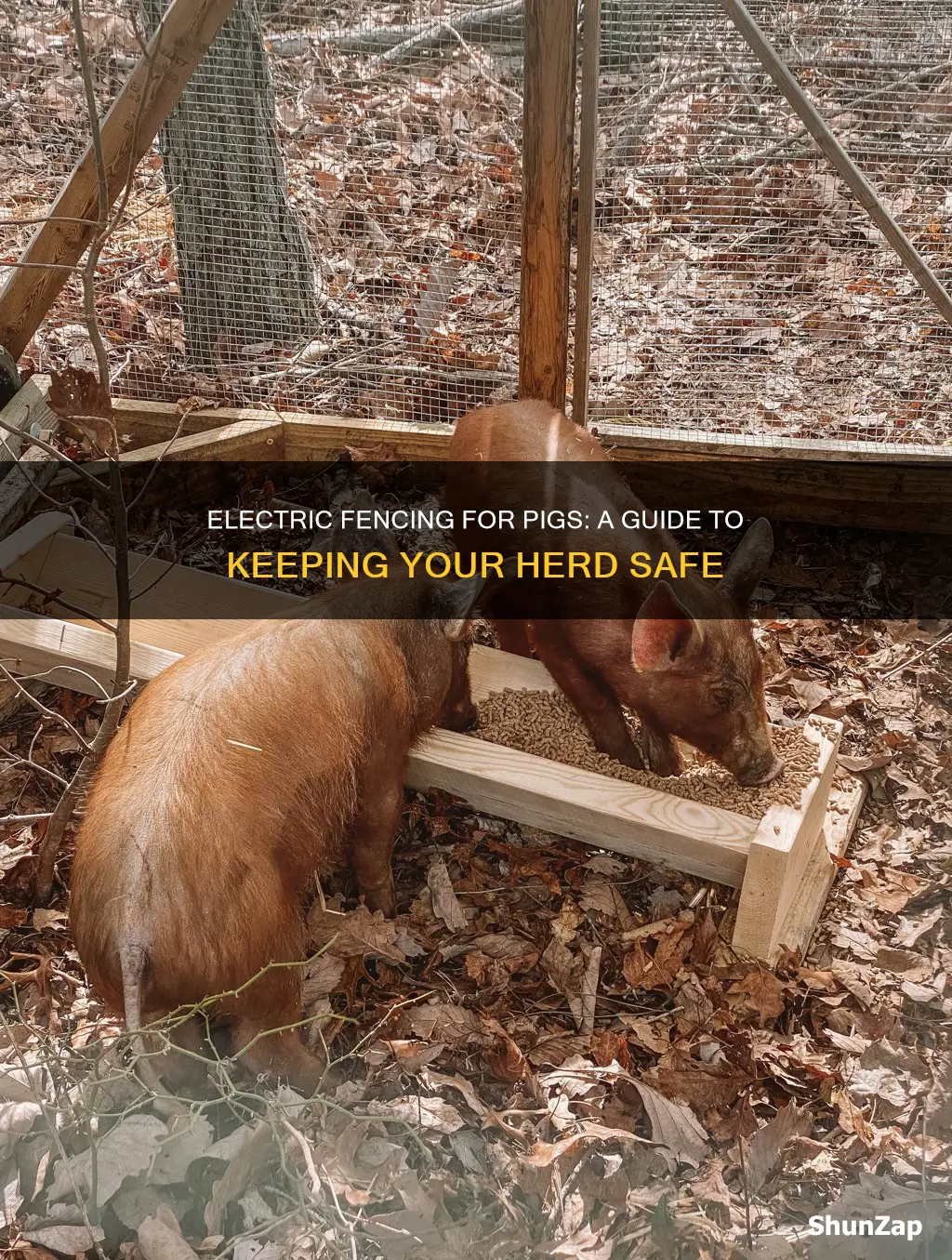 how to run electric fence for pigs