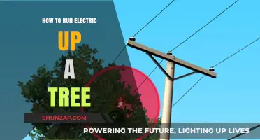Tree Lighting: Running Electricity the Right Way