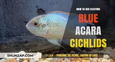 Sexing Electric Blue Acaras: Male vs Female