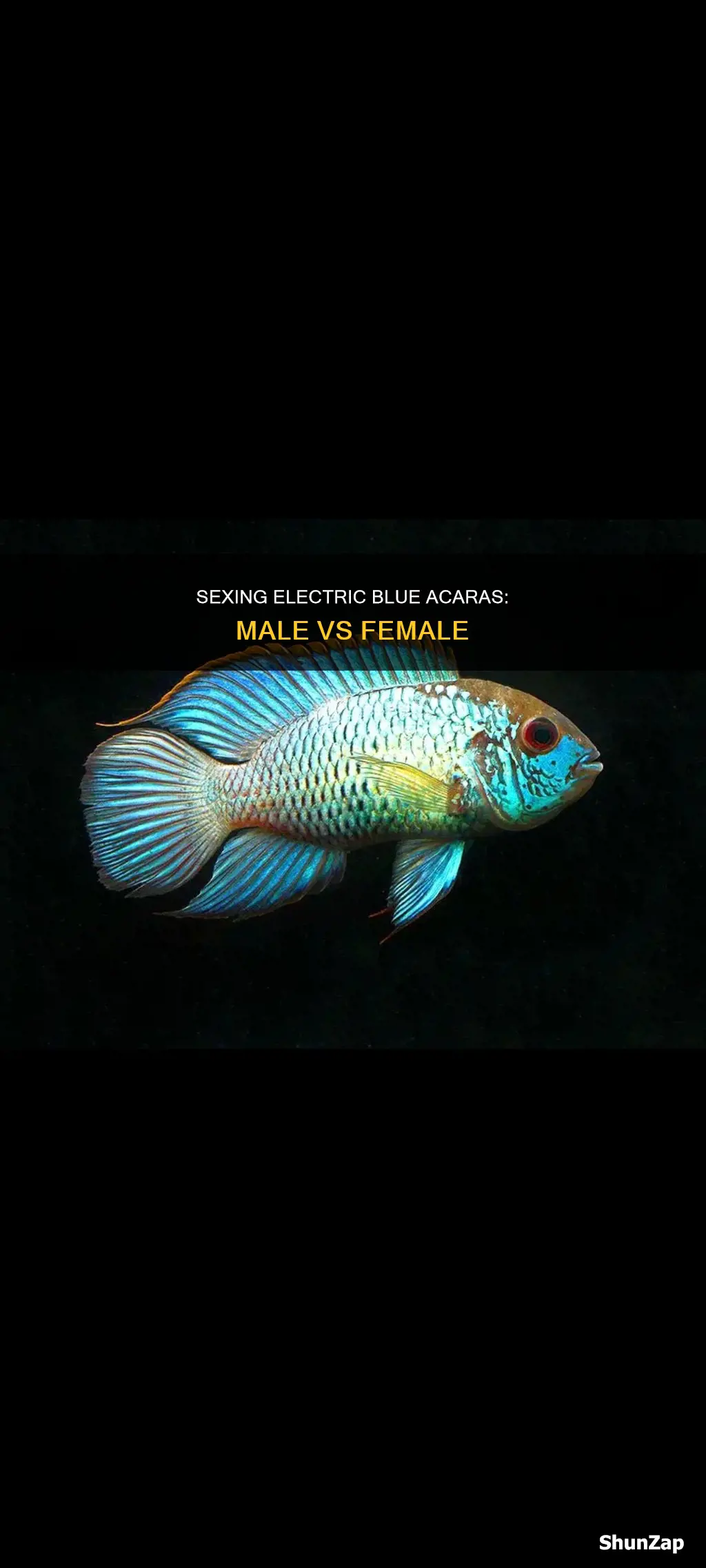 how to sex electric blue acara cichlids