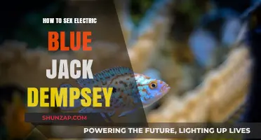 Sexing Electric Blue Jack Dempseys: A Visual Guide