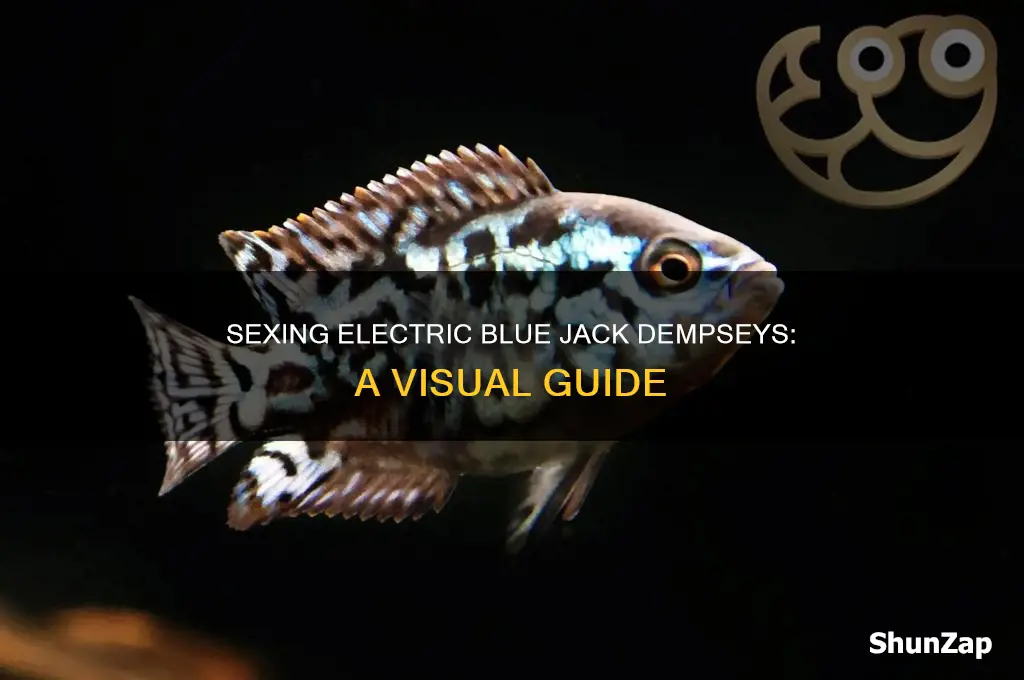 how to sex electric blue jack dempsey