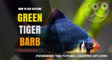 Sexing Electric Green Tiger Barbs: Male and Female Differences