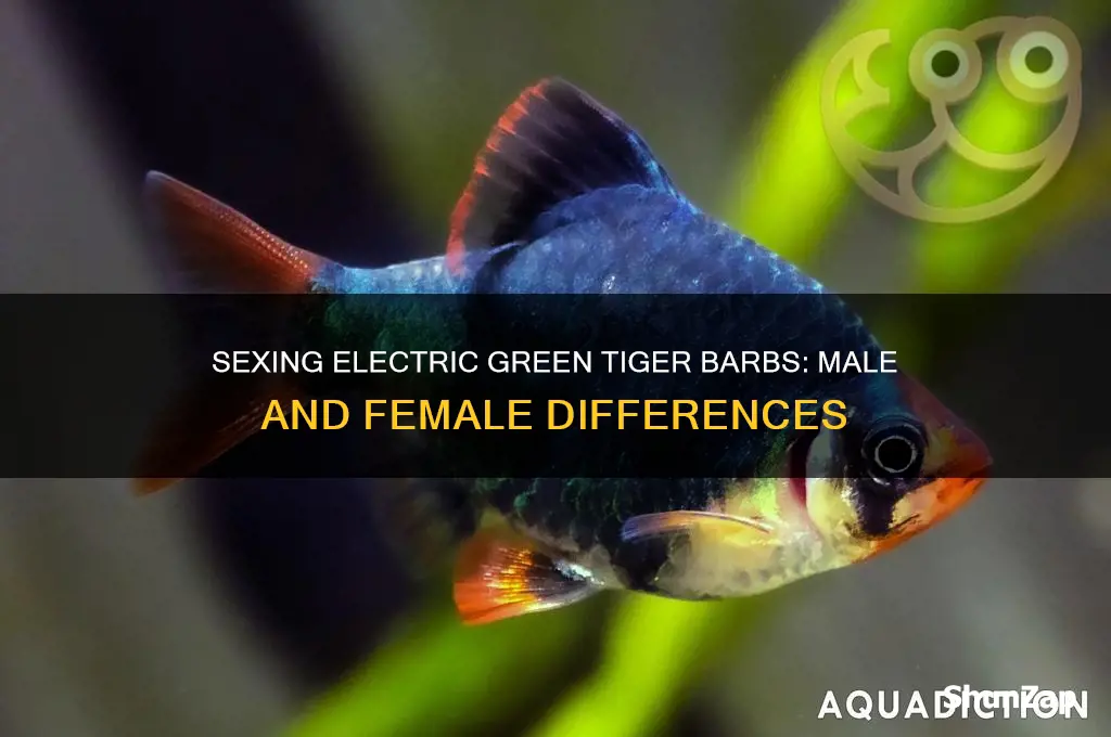 how to sex electric green tiger barb