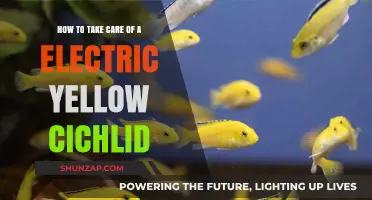 Caring for Electric Yellow Cichlids: Essential Tips for a Healthy Aquarium