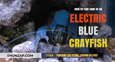 Electric Blue Crayfish Care: Essential Tips for a Healthy Habitat