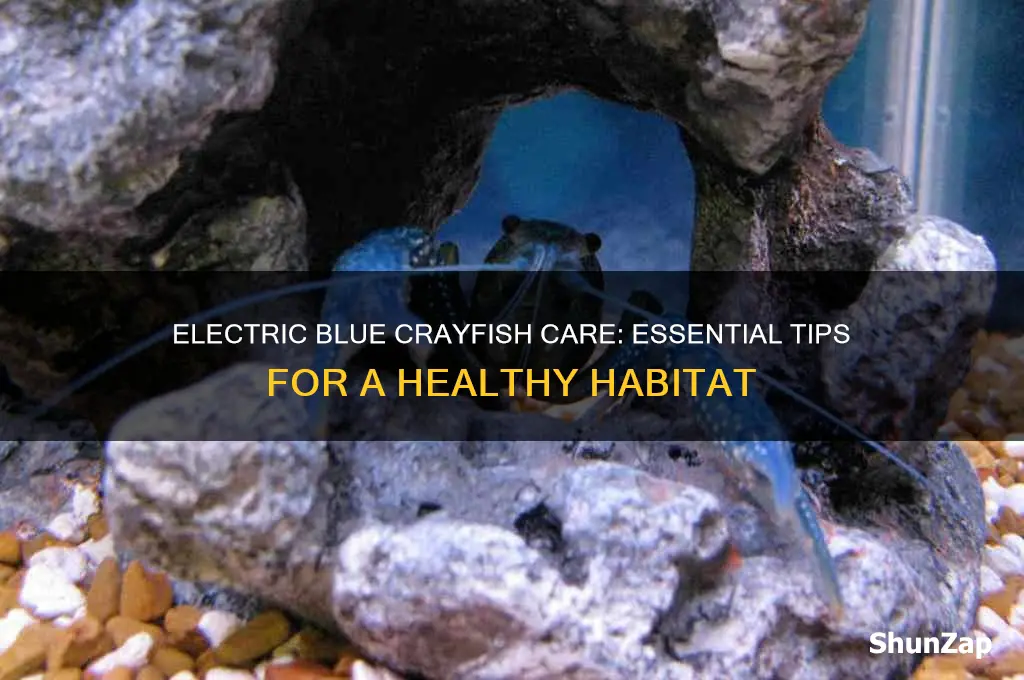 how to take care of an electric blue crayfish