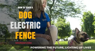 Training Your Dog: Electric Fence Safety