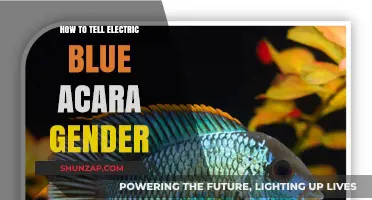 Electric Blue Acaras: Gender Differences Revealed