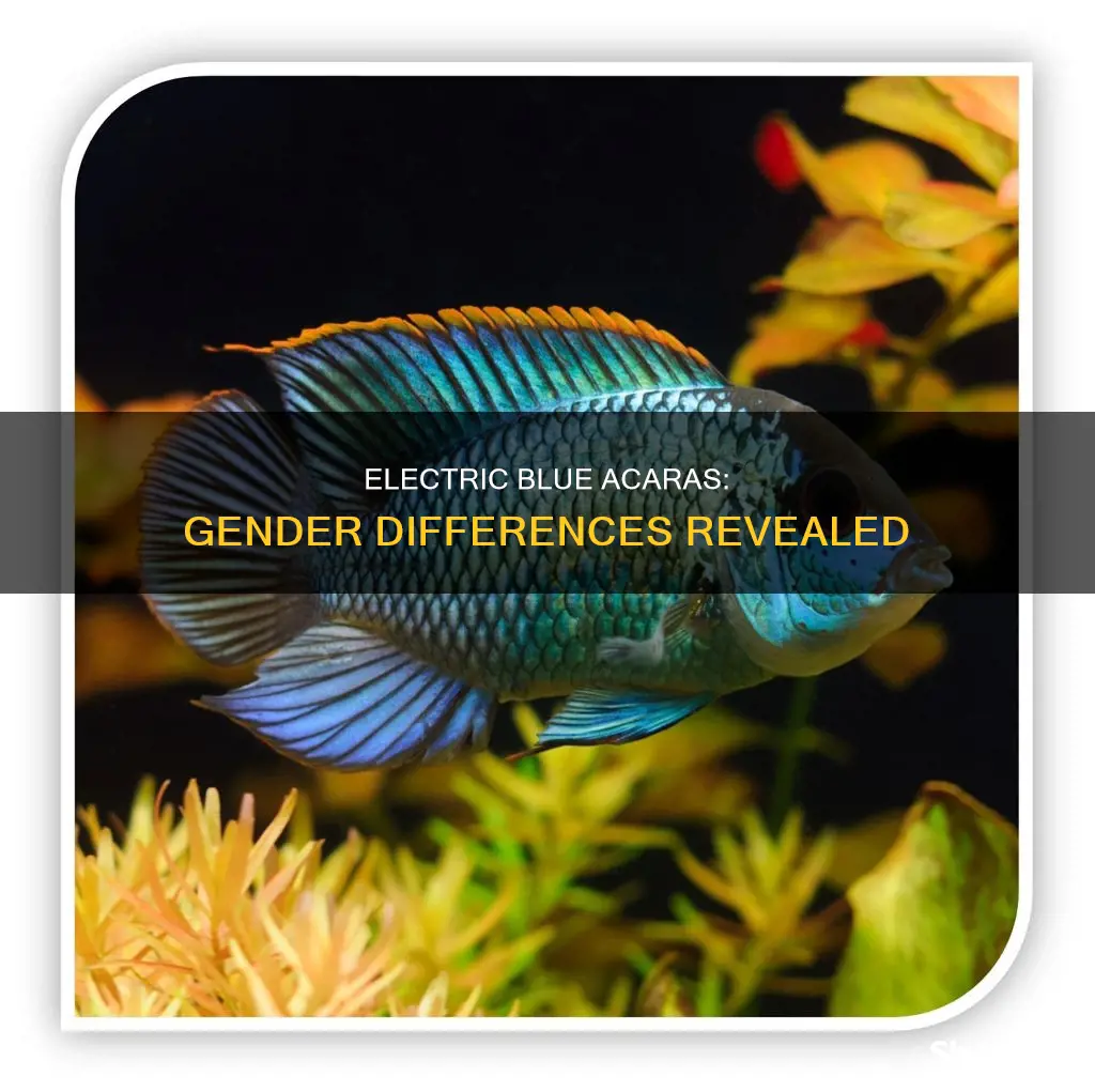 how to tell electric blue acara gender