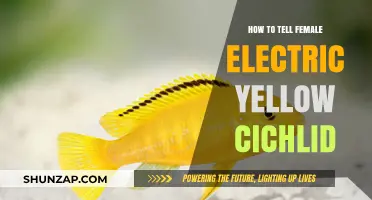 Identifying Electric Yellow Cichlid Females: A Simple Guide