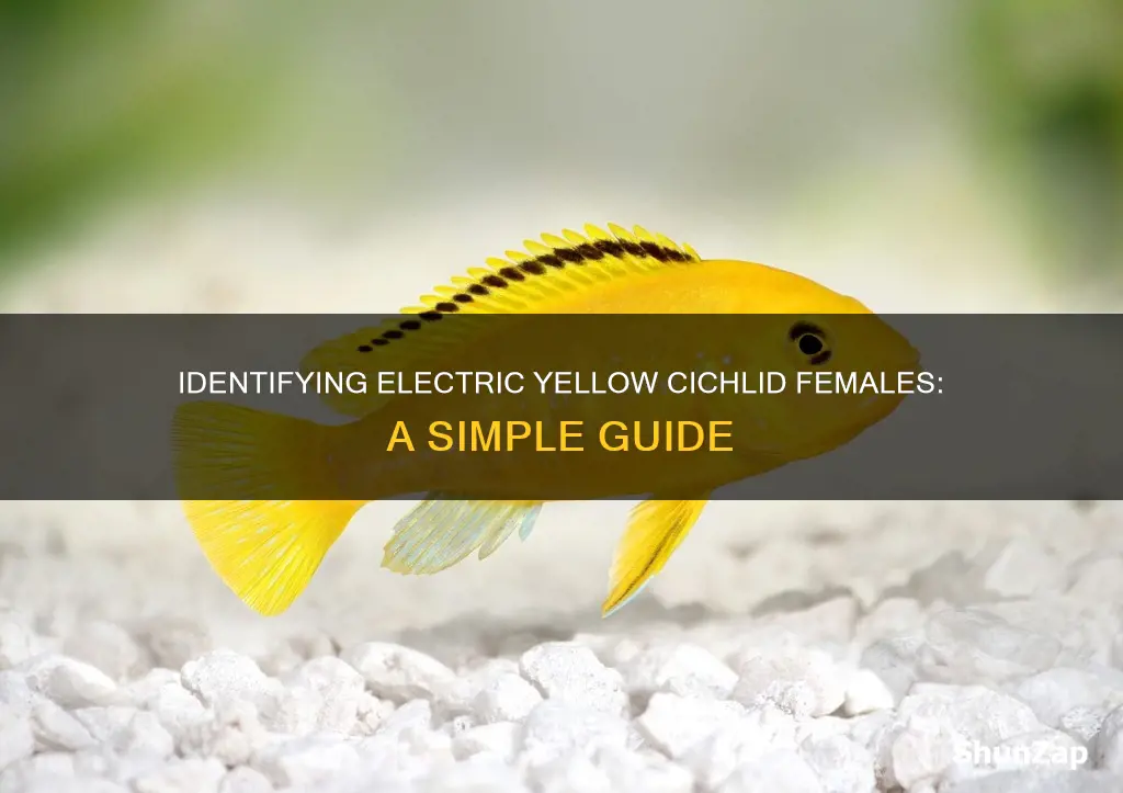 how to tell female electric yellow cichlid