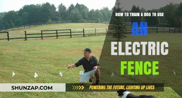 Training Your Dog to Respect Electric Fences: A Step-by-Step Guide