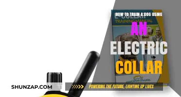 Effective Electric Collar Training: A Guide to Teaching Your Dog