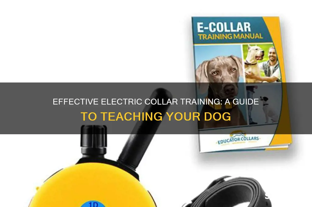 how to train a dog using an electric collar