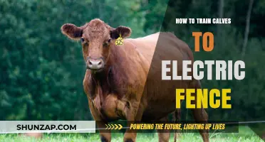 Training Calves: Electric Fence Method