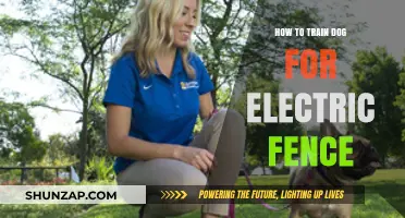 Training Your Dog: Electric Fence Basics