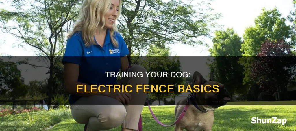 how to train dog for electric fence