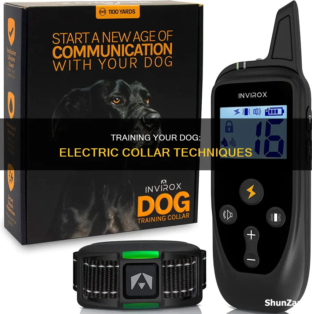 how to train dog on electric collar