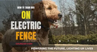 Training Your Dog to Respect Electric Fences