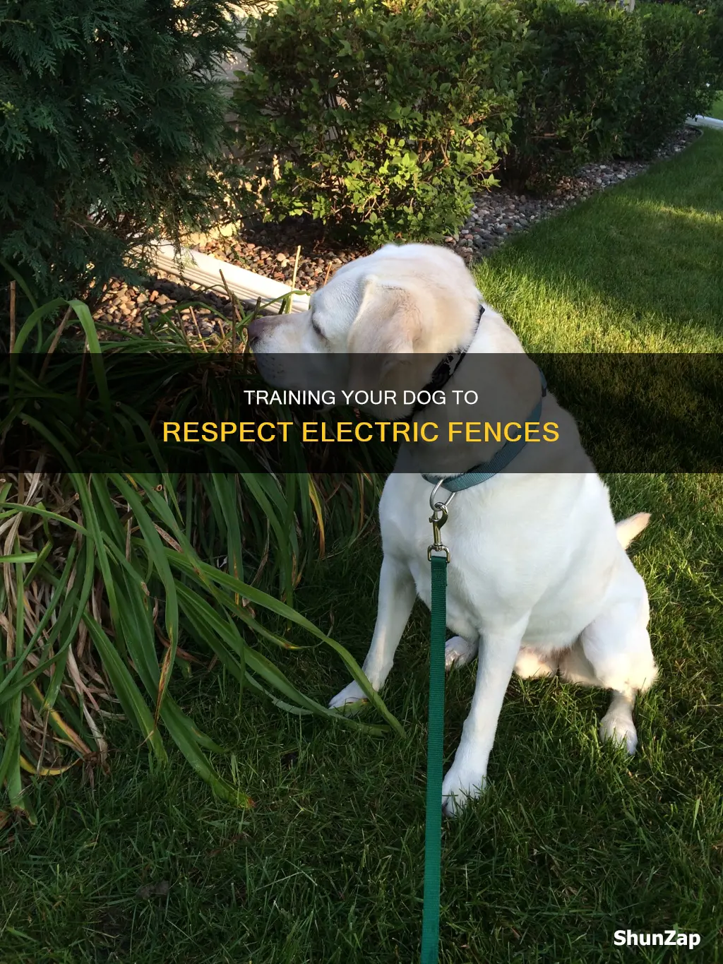 how to train dog on electric fence