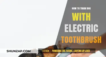 Training Dogs with Electric Toothbrushes: A Fun Guide
