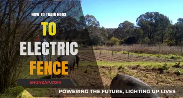 Training Hogs to Respect Electric Fences: A Step-by-Step Guide