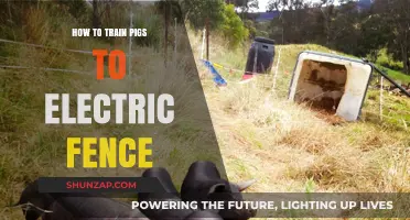 Training Pigs to Respect Electric Fences: Quick Tips