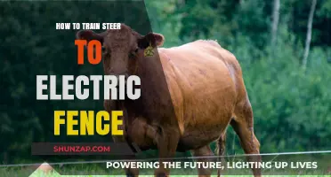 Training Steers: Using Electric Fences Effectively