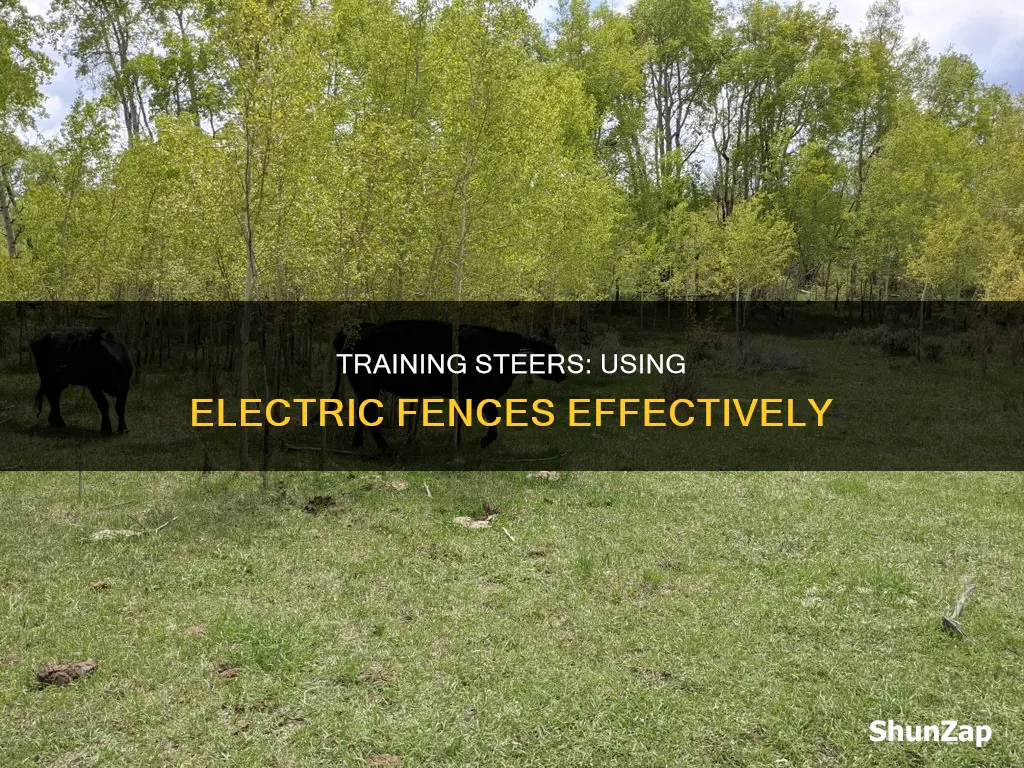 how to train steer to electric fence