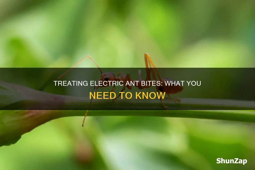 how to treat an electric ant bite