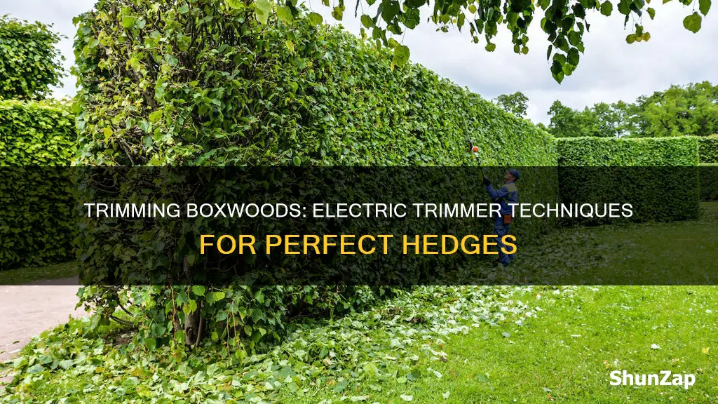 how to trim boxwoods with electric trimmer