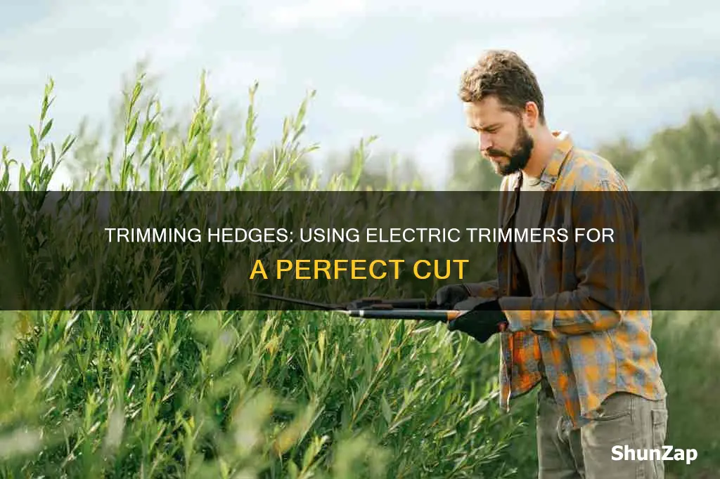 how to trim hedges with electric trimmer