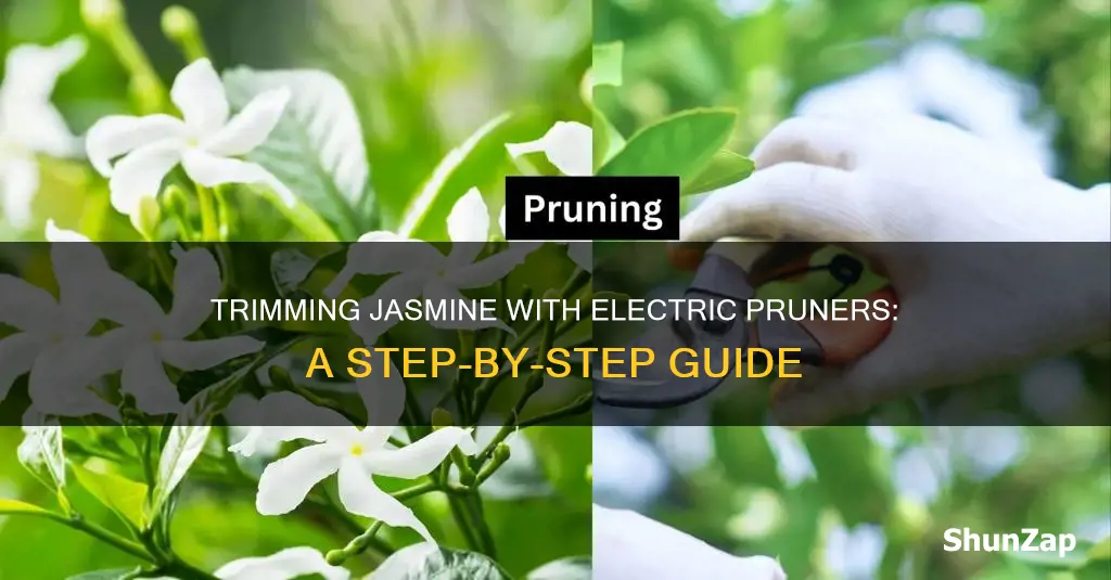 how to trim jasmine wih electric pruners