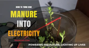 Converting Cow Manure to Electricity: A Sustainable Power Source