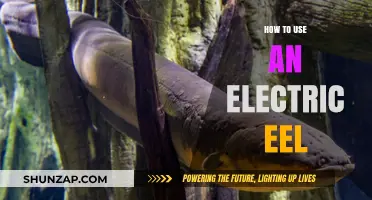 Mastering the Shock: How to Safely Use an Electric Eel